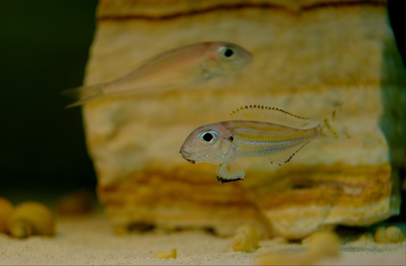 Xenotilapia caudafasciata